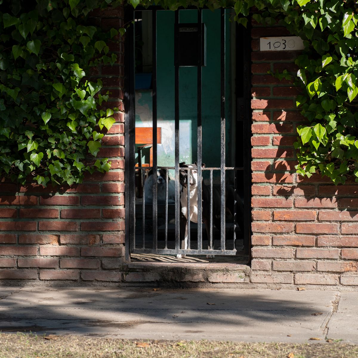 Chien derrière un portail fermé donnant sur une rue résidentielle verdoyante
